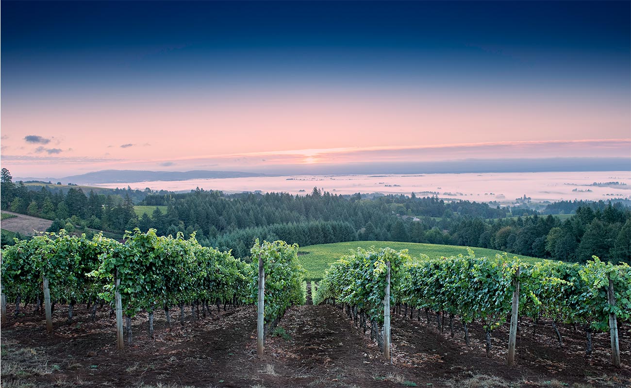 2014 Grace Vineyard Pinot Noir Offering