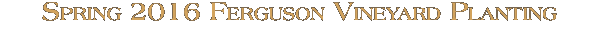 2012 Estate Ferguson Review