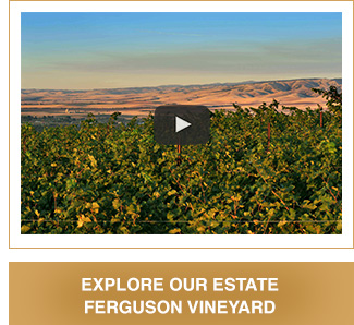 Explore our Estate Ferguson Vineyard